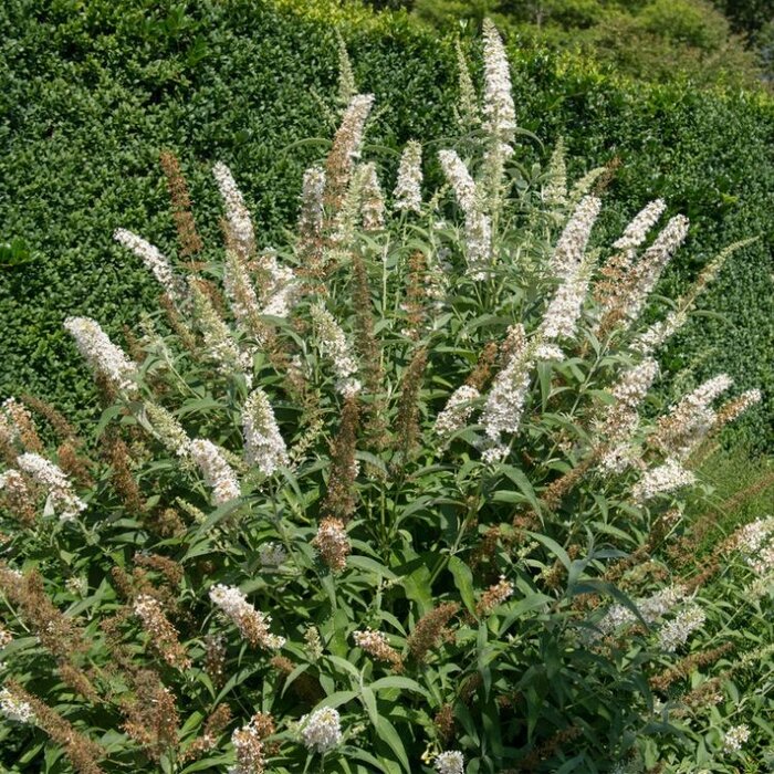 Vlinderstruik (Buddleja davidii 'White Profusion')