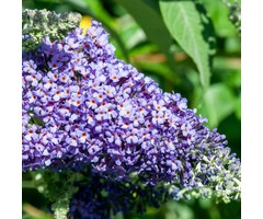 Vlinderstruik - Buddleja 'Lochinch'