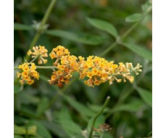 Vlinderstruik - Buddleja weyeriana 'Sungold'
