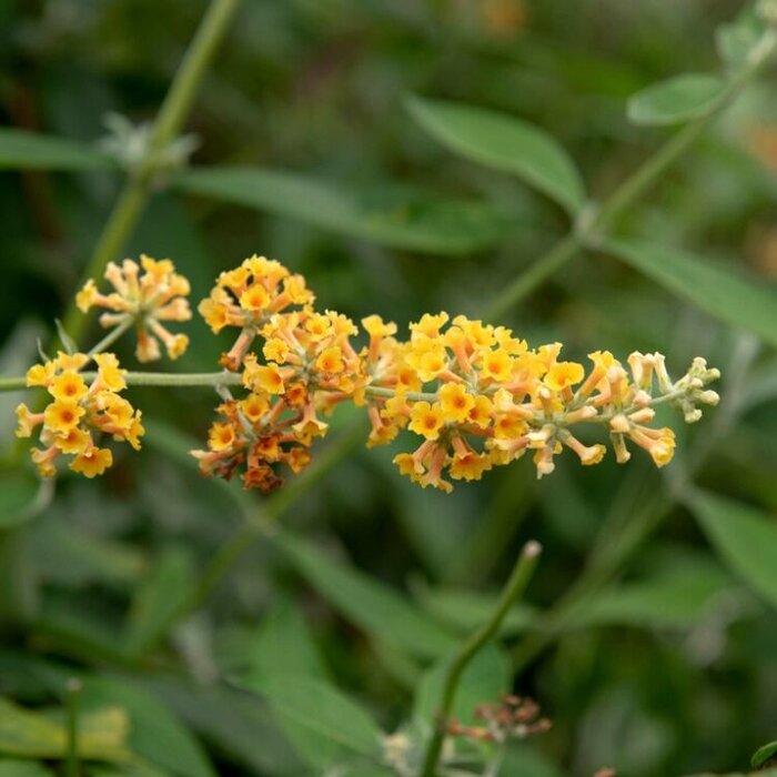 Vlinderstruik (Buddleja weyeriana 'Sungold')