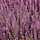 Zomerheide (Calluna vulgaris paars)