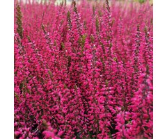 Zomerheide - Calluna vulgaris rood