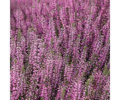 Zomerheide - Calluna vulgaris roze