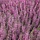 Zomerheide (Calluna vulgaris roze)