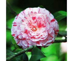 Camelia - Camellia japonica 'Bonomiana'