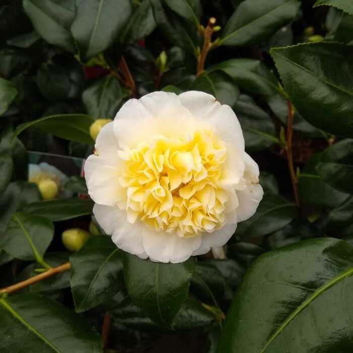 Camelia (Camellia japonica 'Brushfield's Yellow')