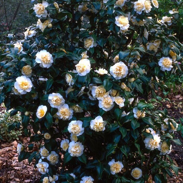 Camelia (Camellia japonica 'Brushfield's Yellow')