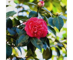 Camelia - Camellia japonica 'Kramer's Supreme'