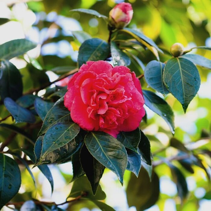 Camelia (Camellia japonica 'Kramer's Supreme')