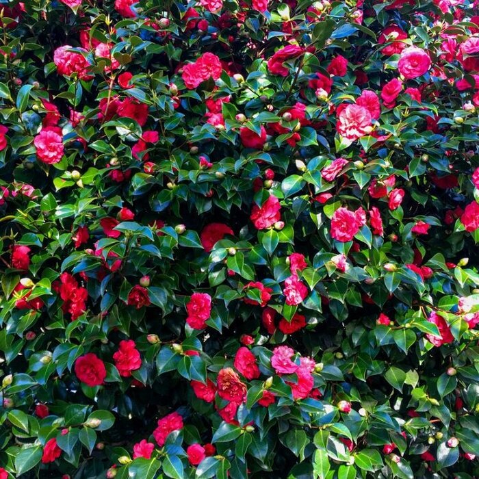 Camelia (Camellia japonica 'Kramer's Supreme')