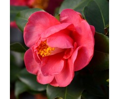 Camelia (Camellia Mary Williams') | Tuinplantenbezorgd.nl