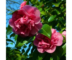 Camelia - Camellia williamsii 'Debbie'