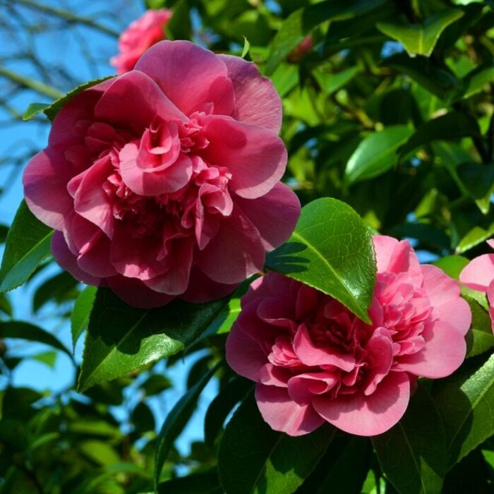 Camelia (Camellia williamsii 'Debbie')