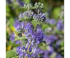 Baardbloem - Caryopteris clandonensis 'Heavenly Blue'
