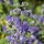 Baardbloem (Caryopteris clandonensis 'Heavenly Blue')