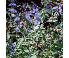 Baardbloem - Caryopteris clandonensis 'Kew Blue'