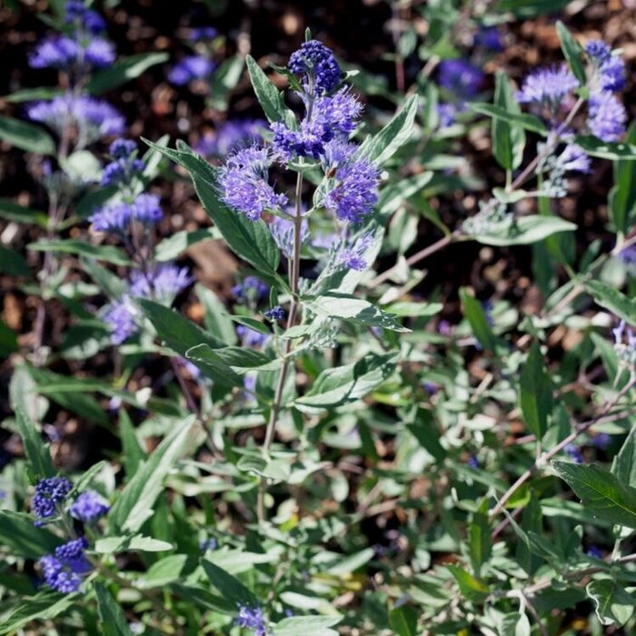 Baardbloem (Caryopteris clandonensis 'Kew Blue')