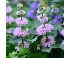 Baardbloem - Caryopteris clandonensis Stephi