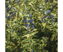 Baardbloem - Caryopteris clandonensis 'Summer Sorbet'