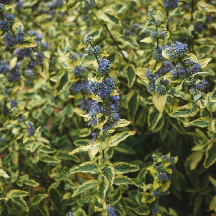 Baardbloem (Caryopteris clandonensis 'Summer Sorbet')