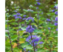 Baardbloem - Caryopteris incana