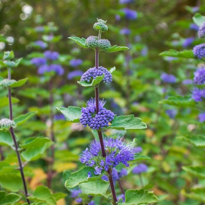 Baardbloem (Caryopteris incana)
