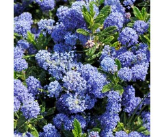 Amerikaanse sering - Ceanothus 'Blue Mound'