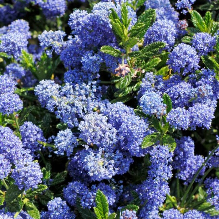 Amerikaanse sering (Ceanothus 'Blue Mound')