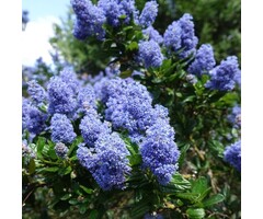 Amerikaanse sering - Ceanothus 'Concha'