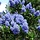 Amerikaanse sering (Ceanothus 'Concha')