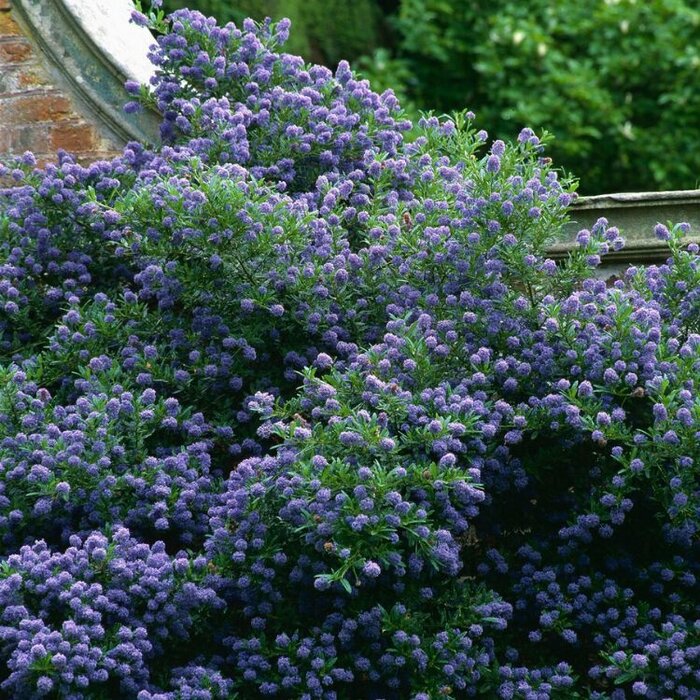 Amerikaanse sering (Ceanothus 'Concha')