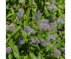 Amerikaanse sering - Ceanothus delilianus 'Gloire de Versailles'