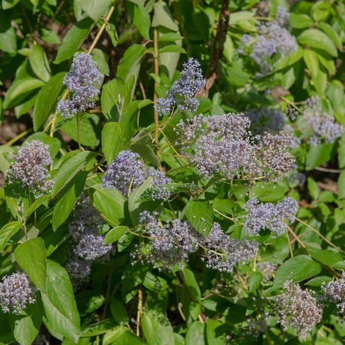 Amerikaanse sering (Ceanothus delilianus 'Gloire de Versailles')