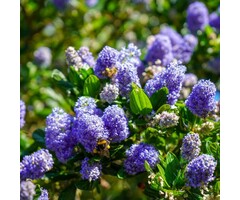 Amerikaanse sering - Ceanothus impressus 'Victoria'