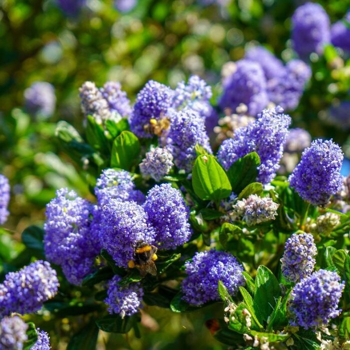 Amerikaanse sering (Ceanothus impressus 'Victoria' )
