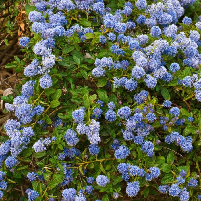 Amerikaanse sering (Ceanothus impressus 'Victoria' )