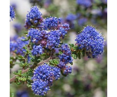 Amerikaanse sering - Ceanothus 'Puget Blue'