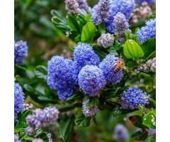 Amerikaanse sering - Ceanothus thyrsiflorus repens