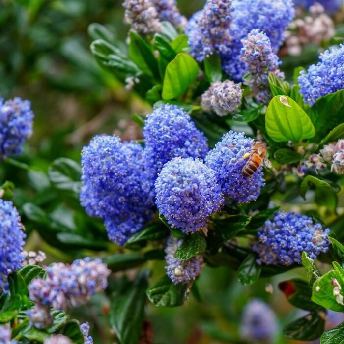 Amerikaanse sering (Ceanothus thyrsiflorus repens)