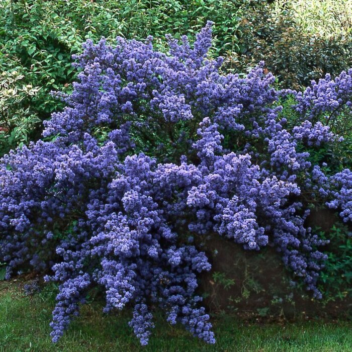 Amerikaanse sering (Ceanothus thyrsiflorus repens)
