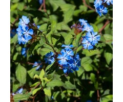 Loodkruid - Ceratostigma willmottianum