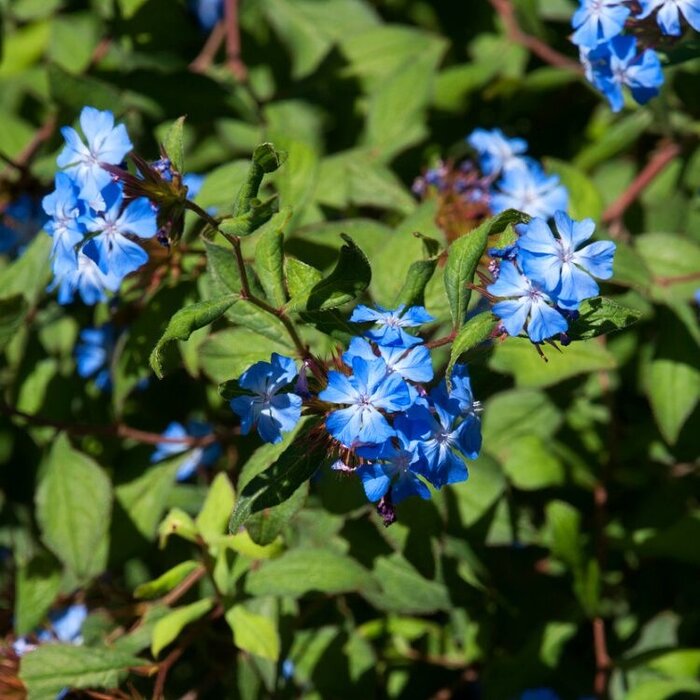 Loodkruid (Ceratostigma willmottianum)