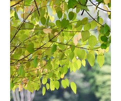 Katsuraboom (Struik) - Cercidiphyllum japonicum