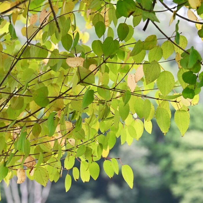 Katsuraboom (Cercidiphyllum japonicum)