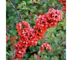Japanse sierkwee - Chaenomeles japonica 'Sargentii'