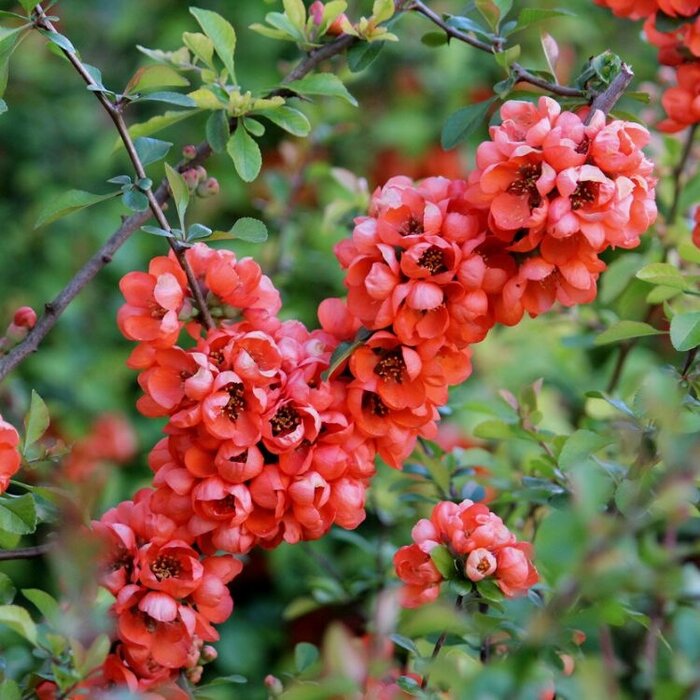 Japanse sierkwee (Chaenomeles japonica 'Sargentii' )