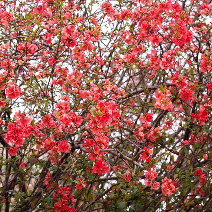 Japanse sierkwee (Chaenomeles japonica 'Sargentii' )