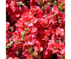 Japanse sierkwee - Chaenomeles speciosa Mango Storm