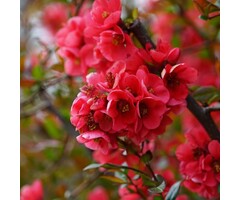 Japanse sierkwee - Chaenomeles superba 'Crimson and Gold'