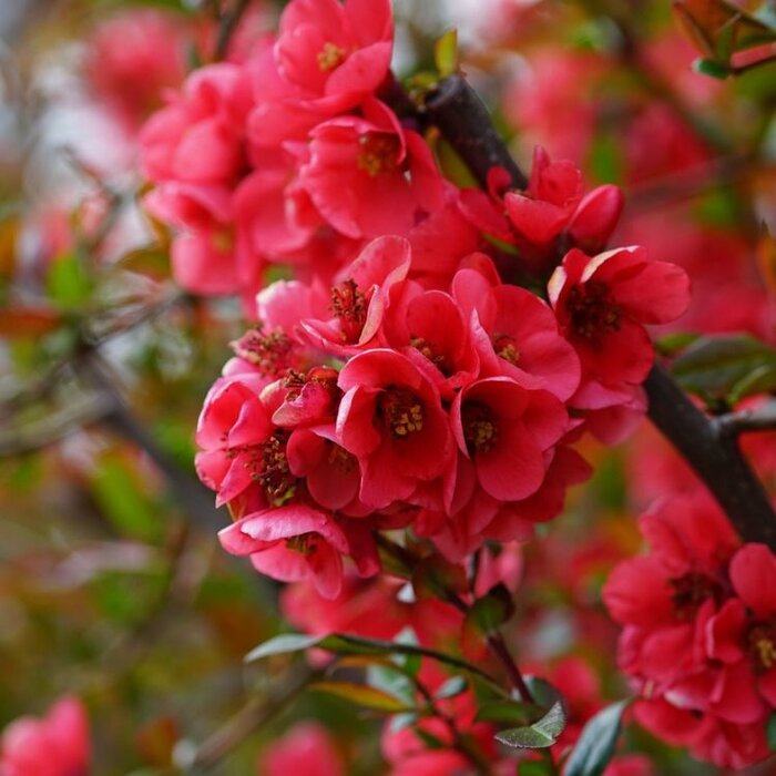 Japanse sierkwee (Chaenomeles superba 'Crimson and Gold')